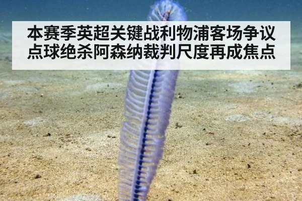本赛季英超关键战利物浦客场争议点球绝杀阿森纳裁判尺度再成焦点